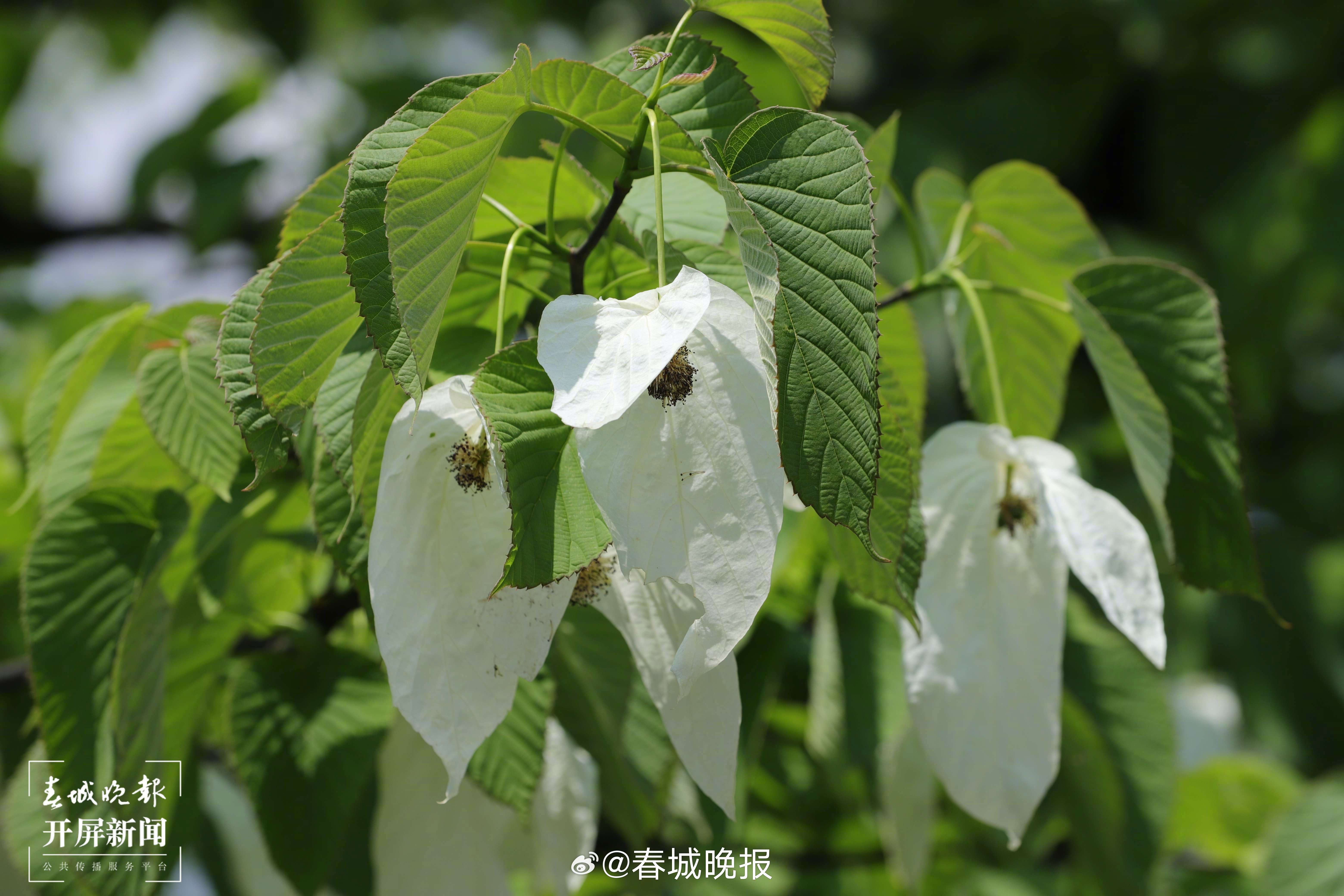 春城晚报