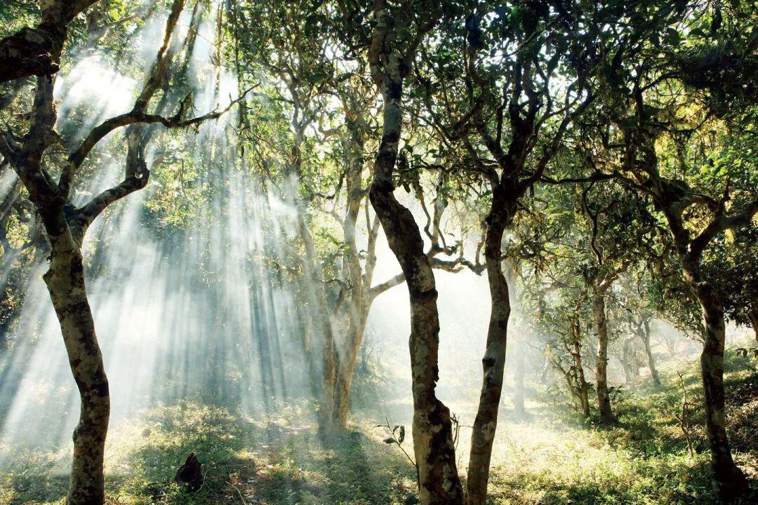 云南省文化和旅游厅