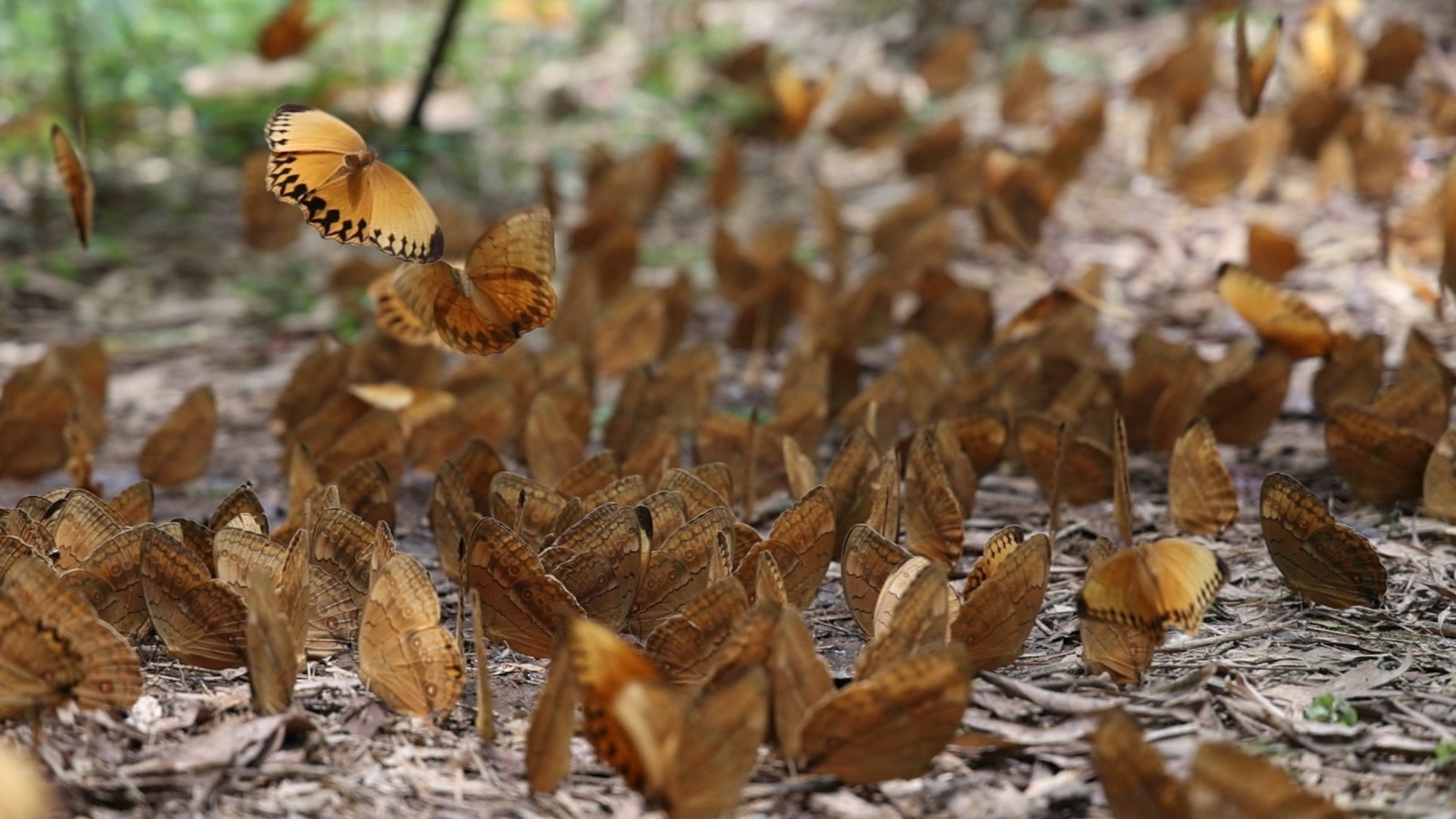 云南省文化和旅游厅