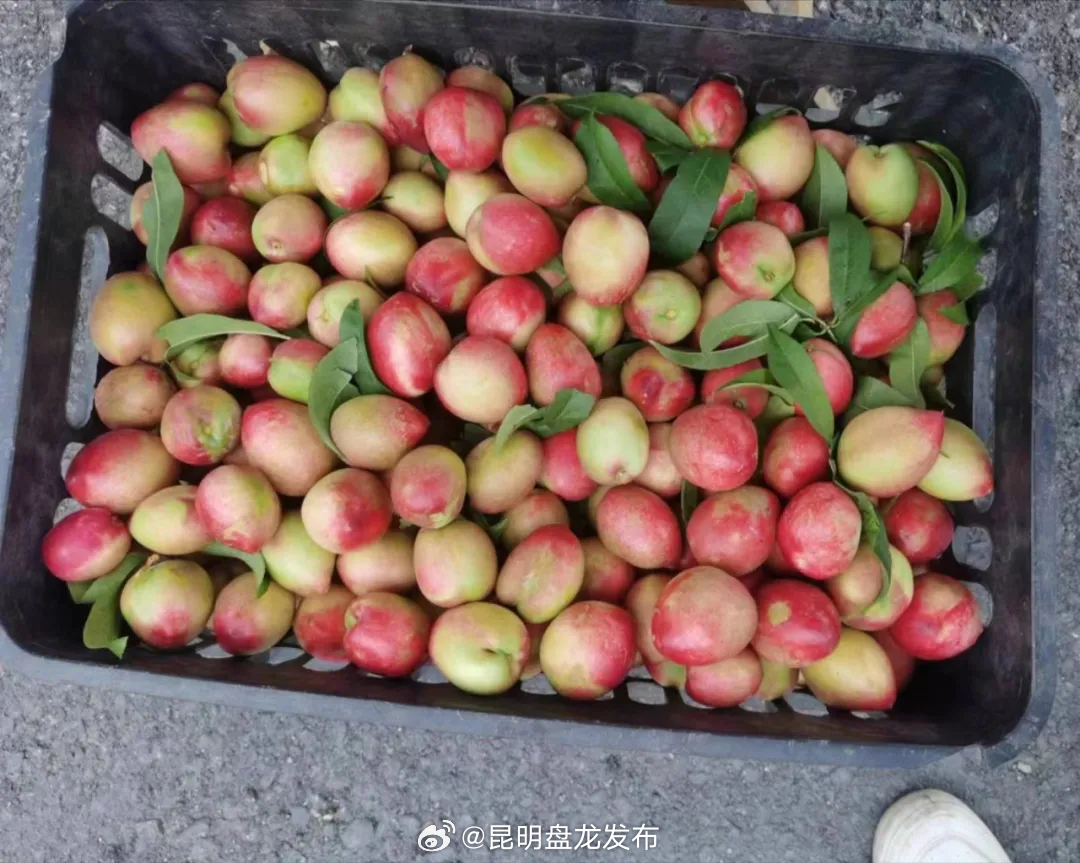 昆明盘龙发布