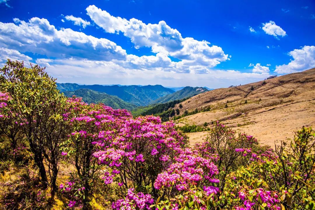 云南省文化和旅游厅