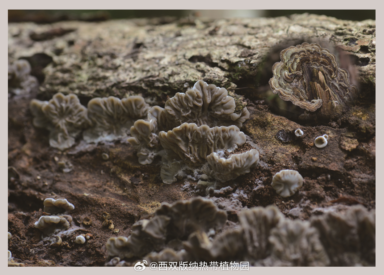 西双版纳热带植物园