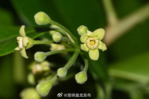 昆明盘龙发布