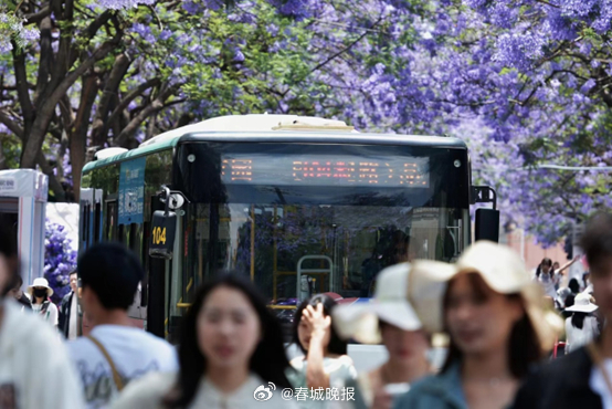花期进入尾声，昆明9条蓝花楹公交专线今起暂停服务