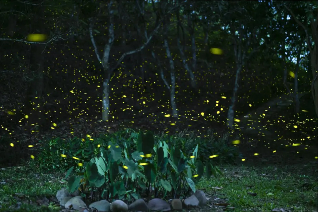 云南省文化和旅游厅