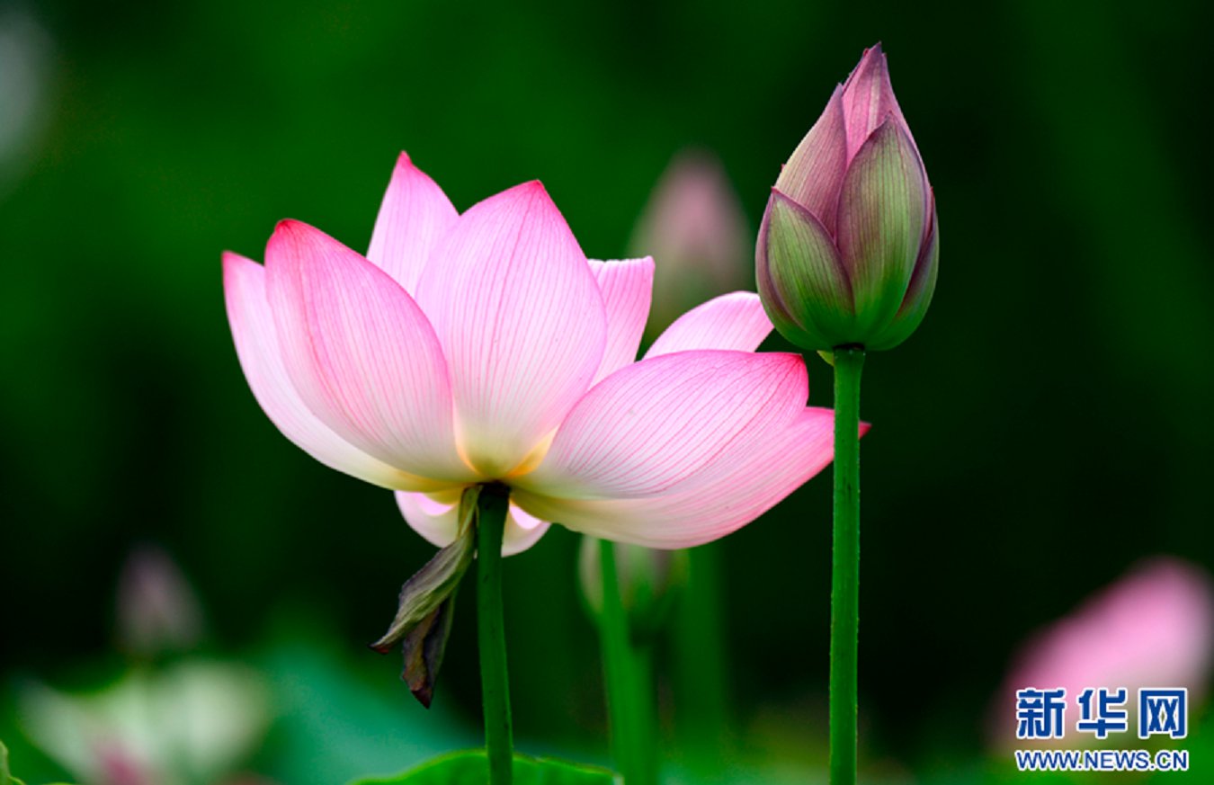 云南省文化和旅游厅