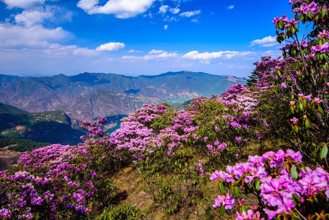 云南省文化和旅游厅