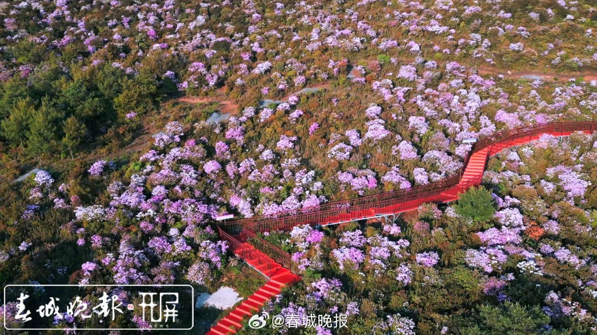 春城晚报