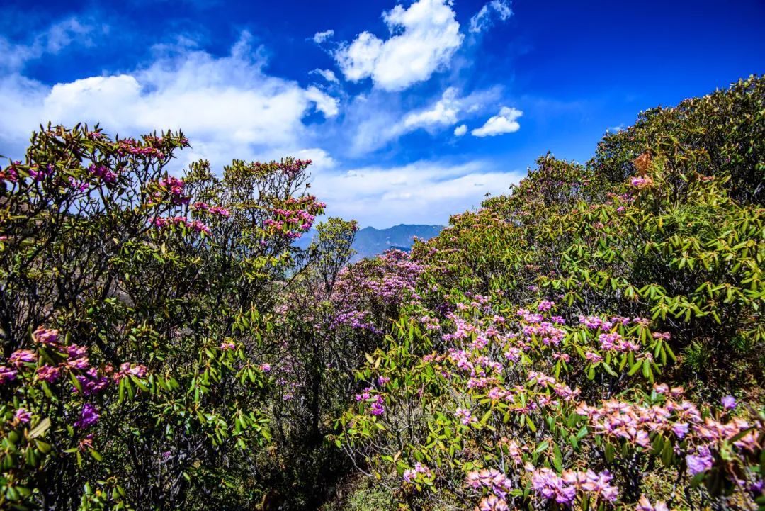 云南省文化和旅游厅