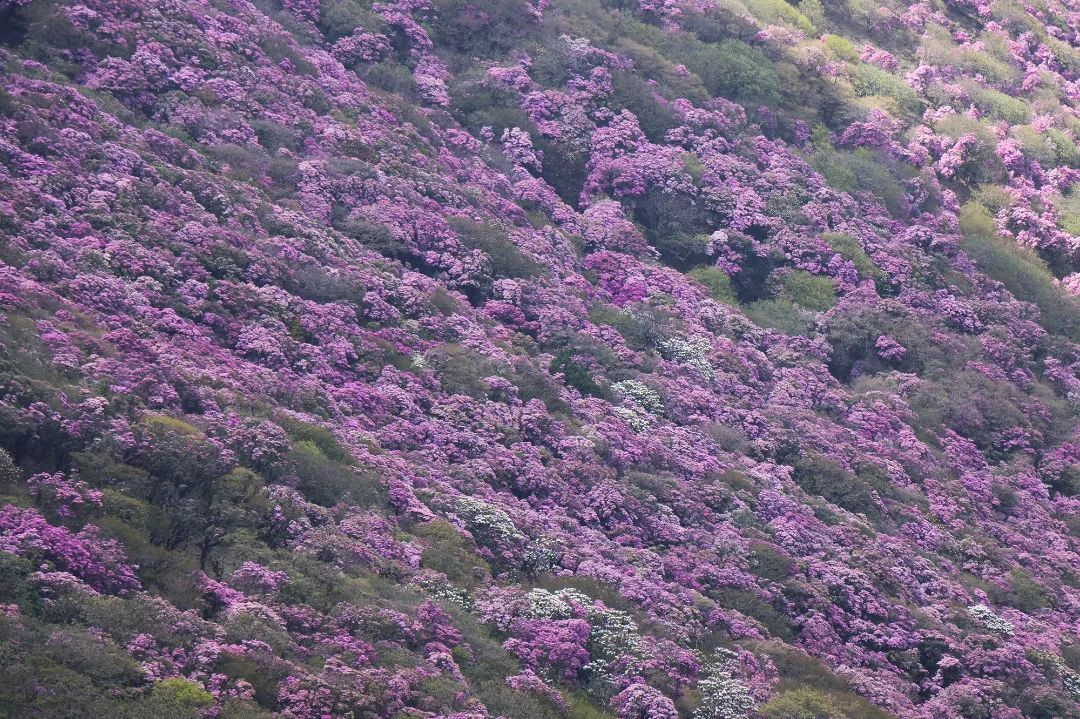 云南省文化和旅游厅