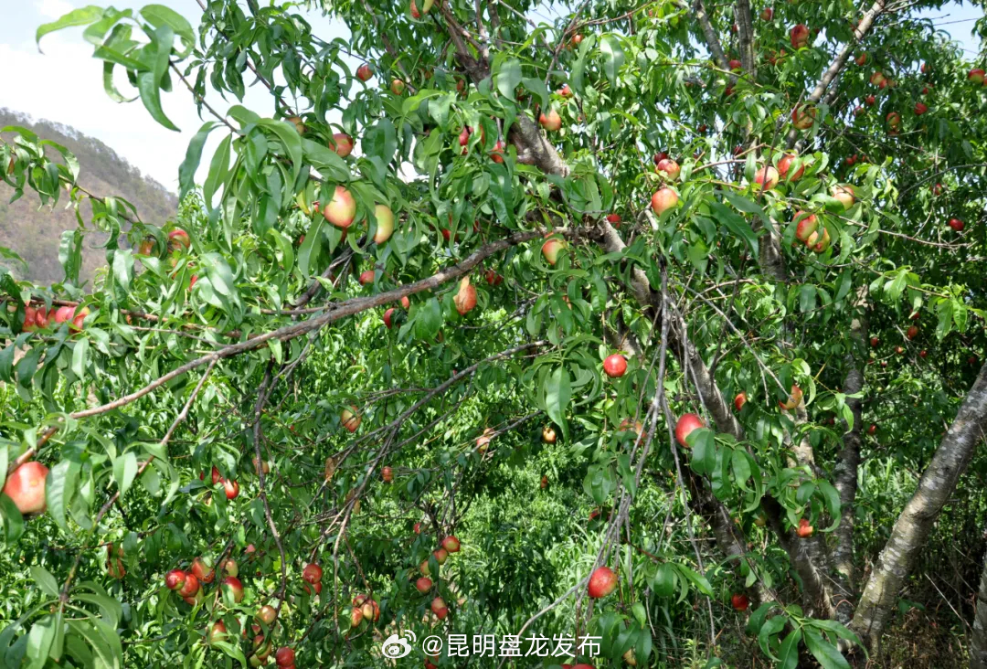 昆明盘龙发布