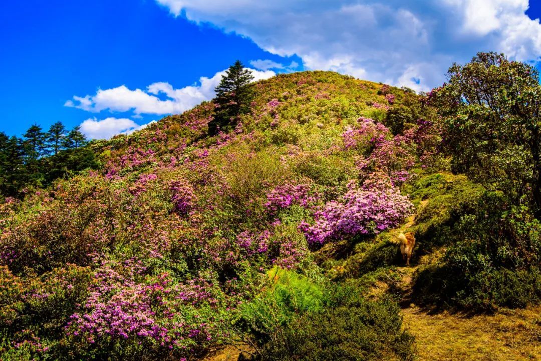 云南省文化和旅游厅