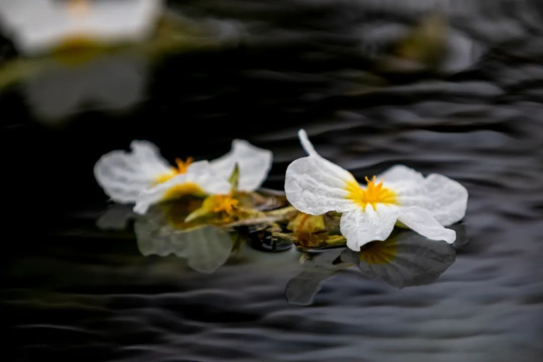 云南省文化和旅游厅