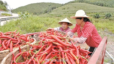 菖蒲塘村产业多 集体经济破百万