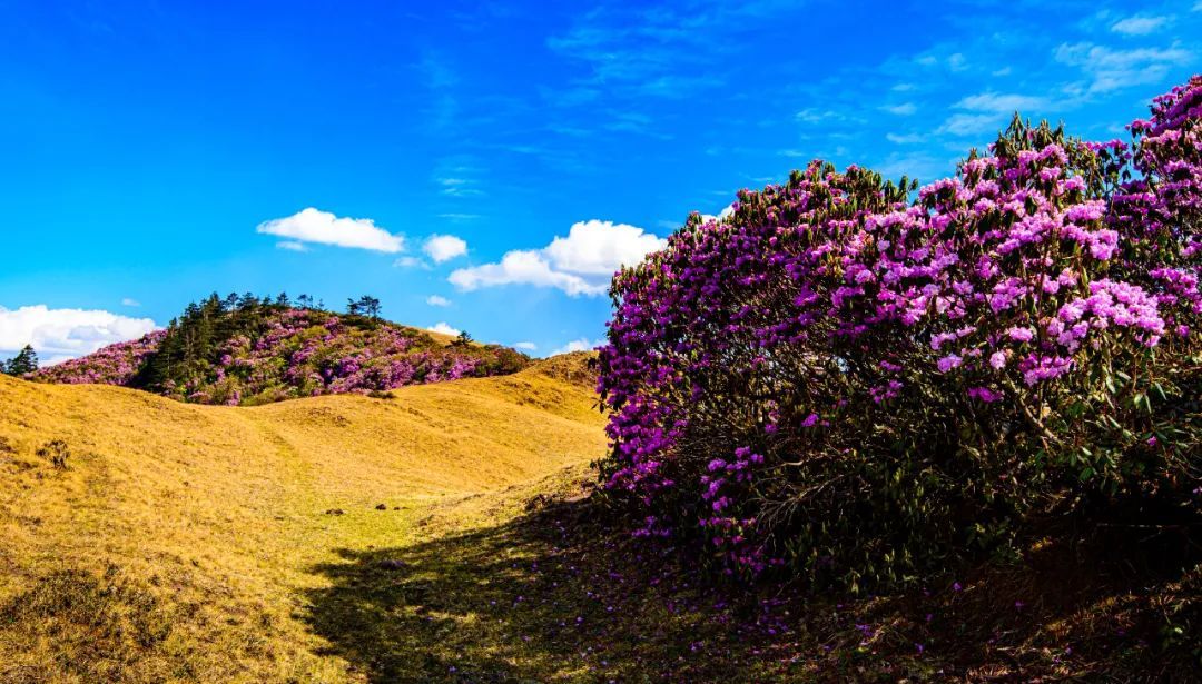 云南省文化和旅游厅