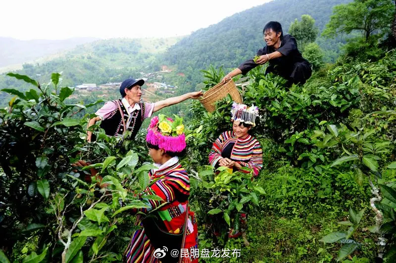昆明盘龙发布