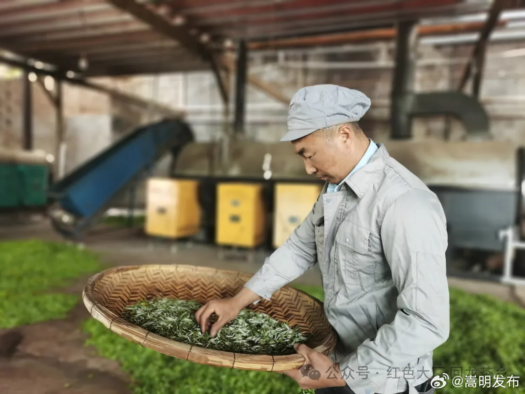 “小茶叶”写出强村富民“大文章”