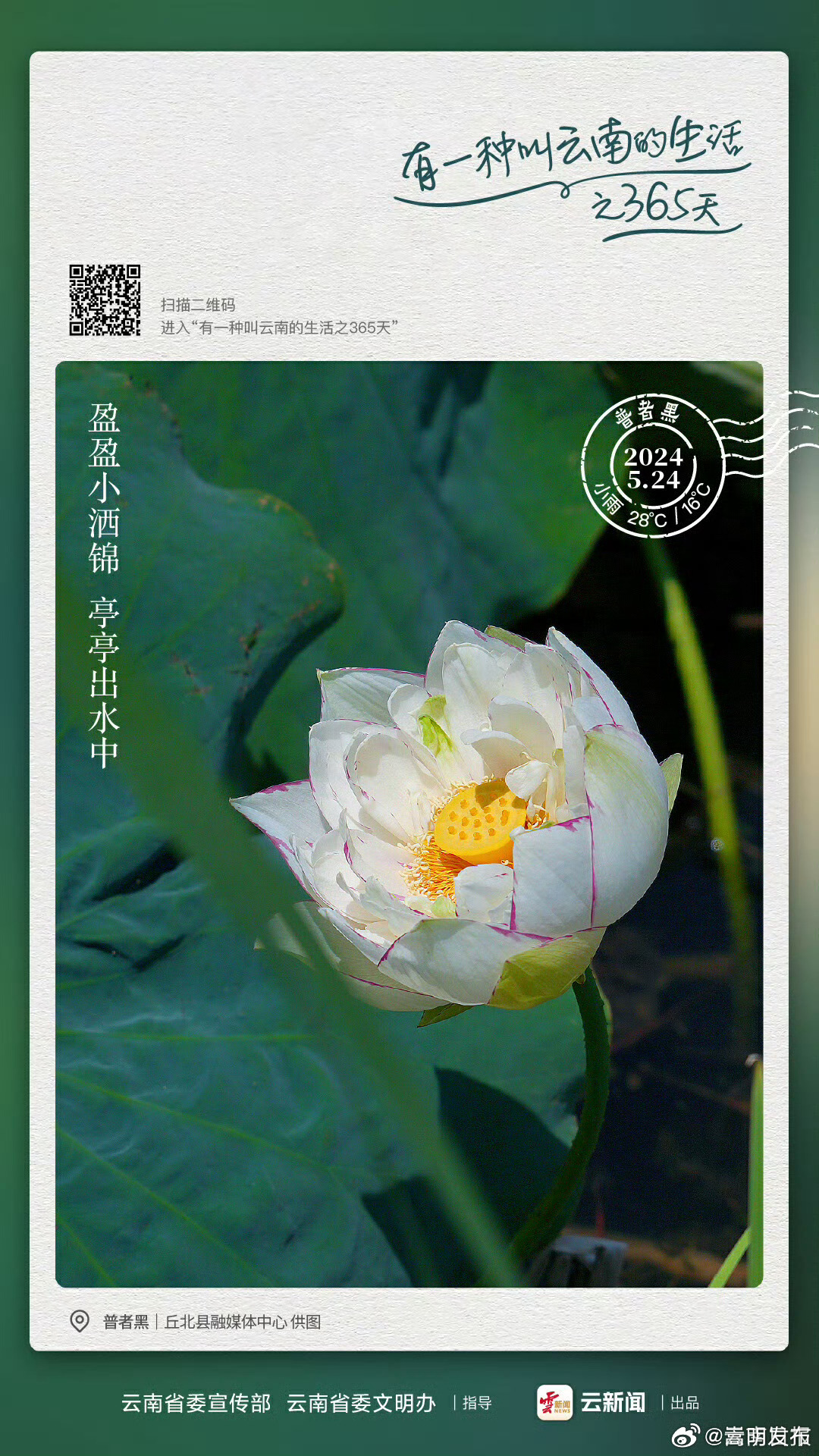 送你一团“荷”气——有一种叫云南的生活之365天