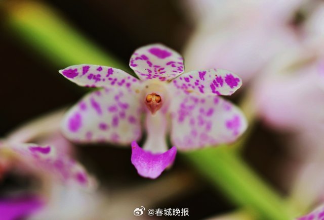 春城晚报