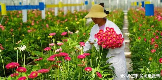 云南高原特色有机农业研究取得重要进展