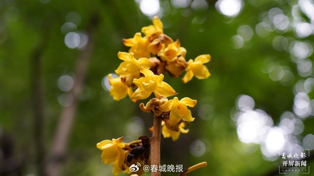 春城晚报