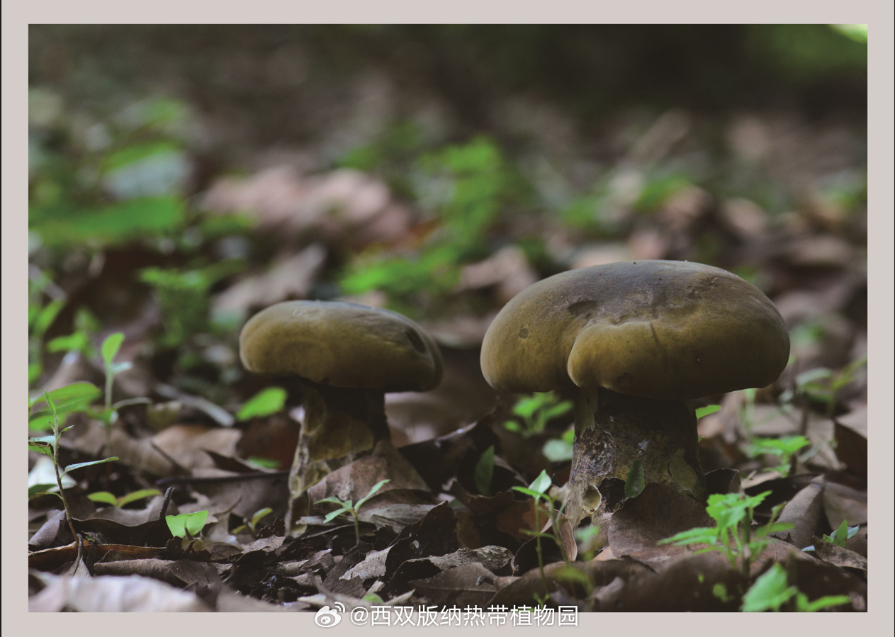 西双版纳热带植物园