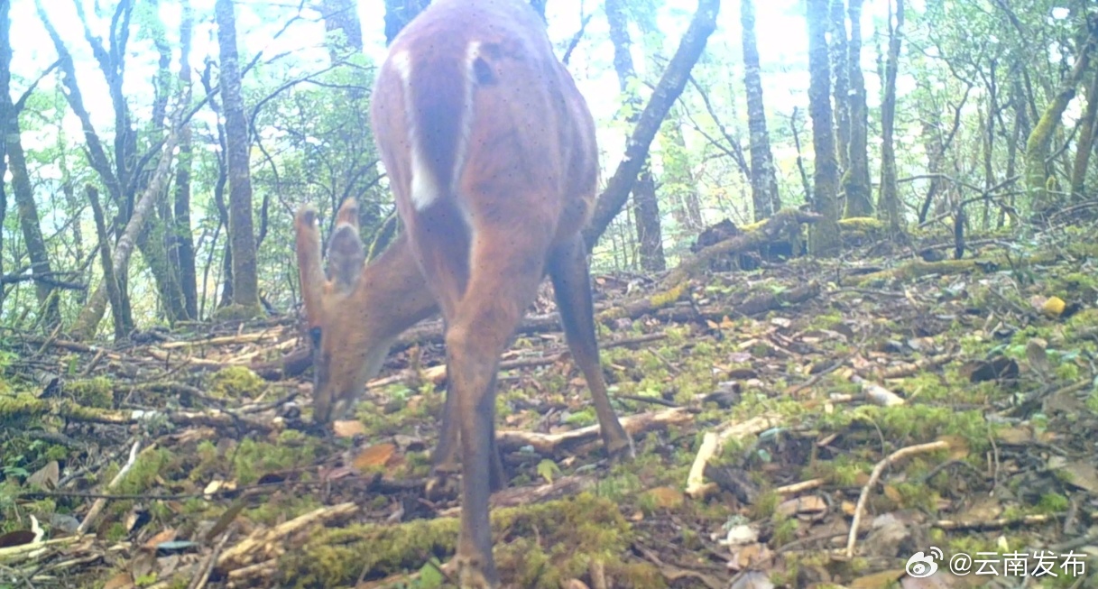 玉龙雪山保护区又见赤麂