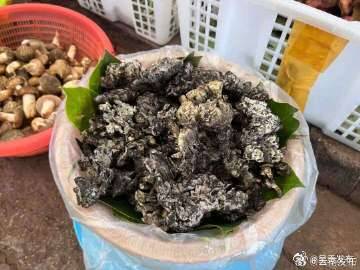 头拨干巴菌现身昆明