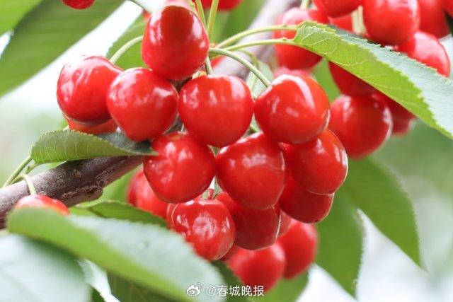 春城晚报