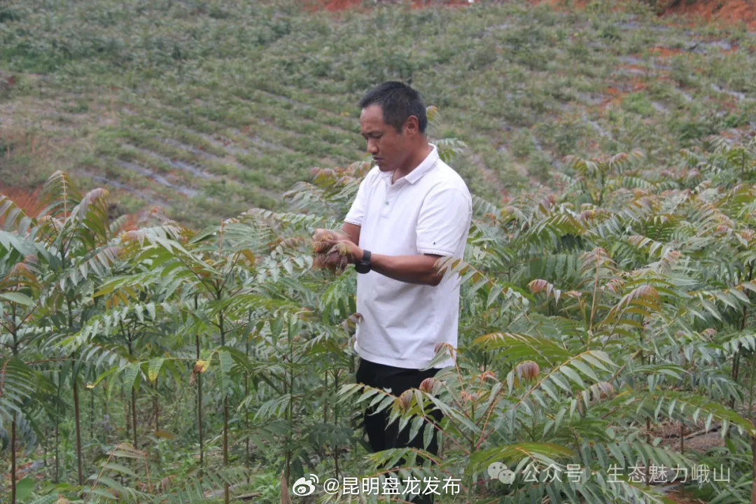 昆明盘龙发布