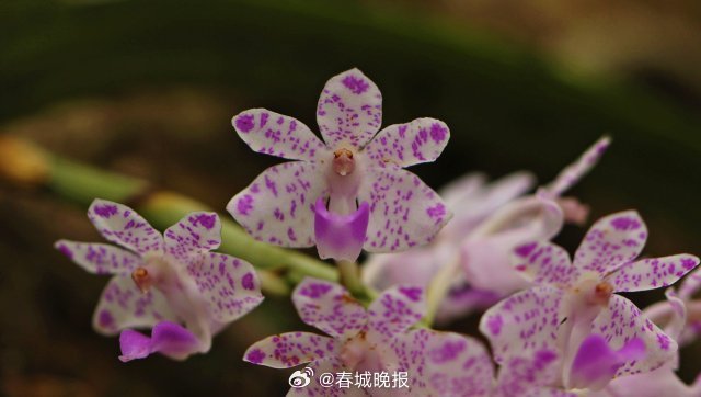 春城晚报