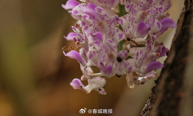 春城晚报