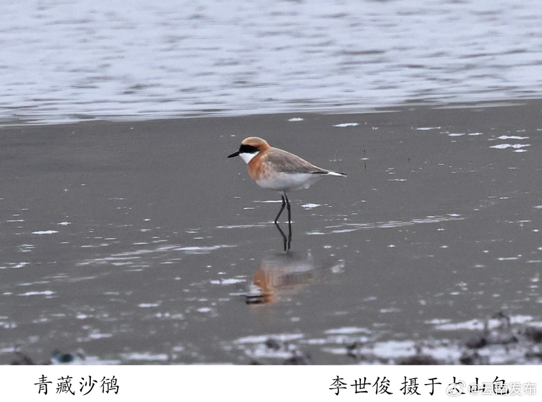 云南发布