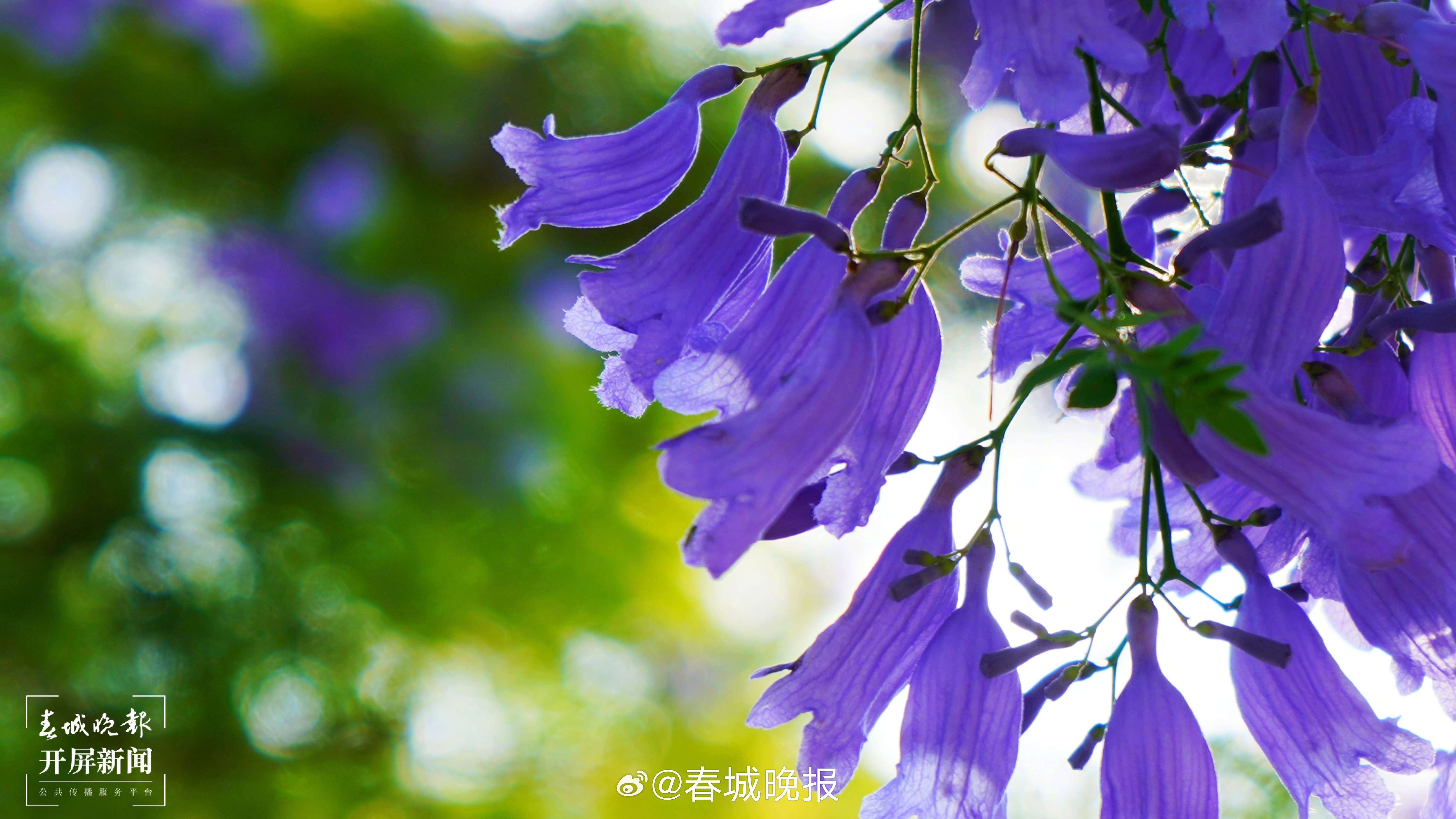 春城晚报