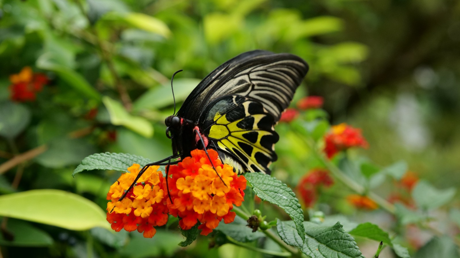 云南省文化和旅游厅