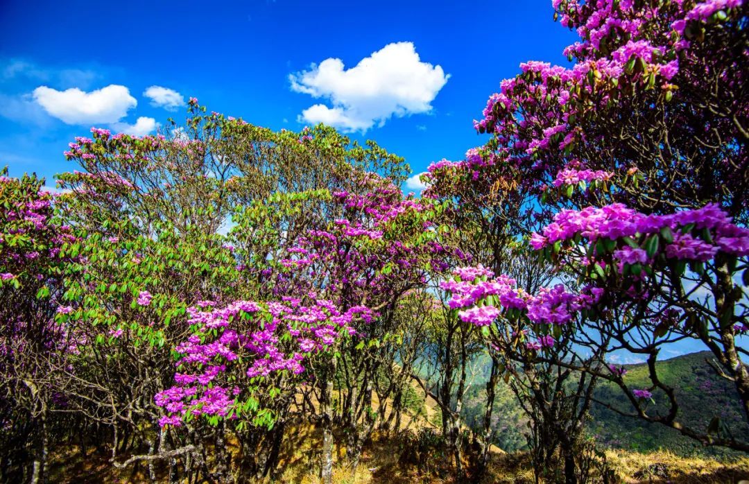 云南省文化和旅游厅