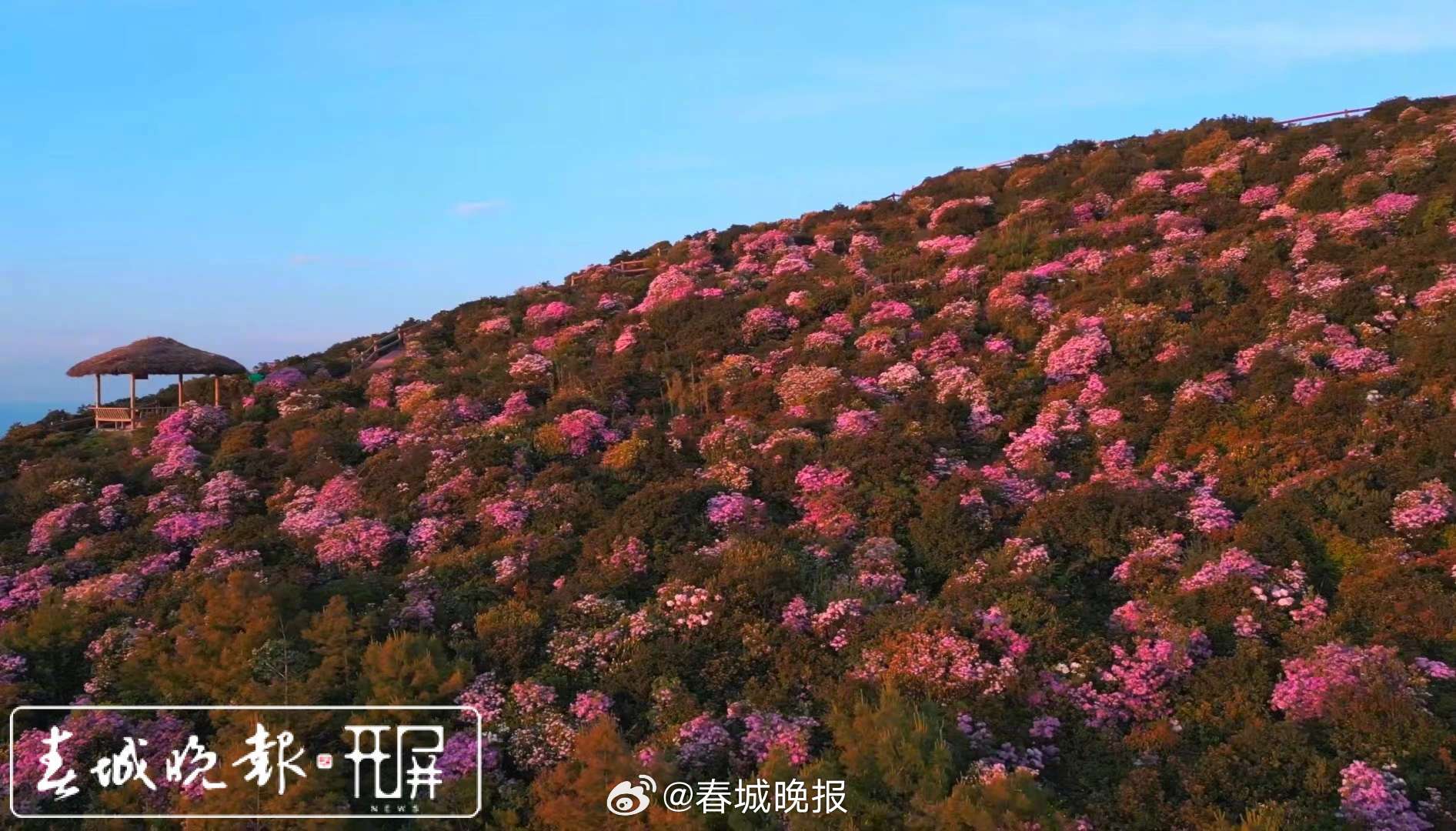 春城晚报