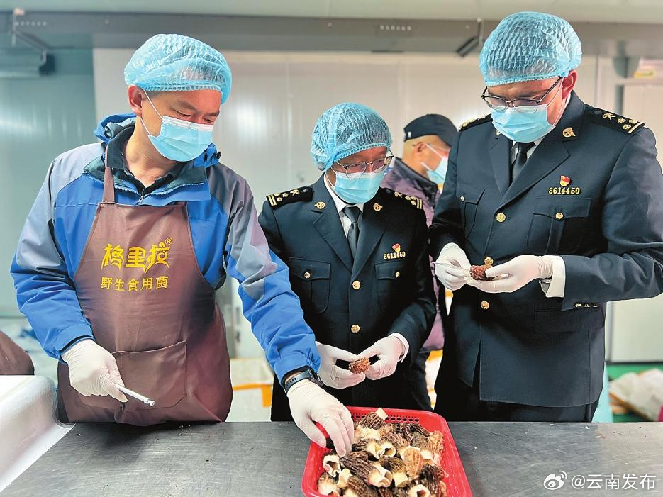 300公斤！迪庆州羊肚菌首次出口