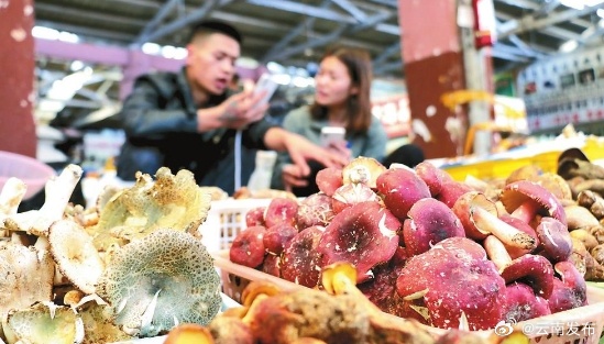 云南木水花野生菌市场交易升温
