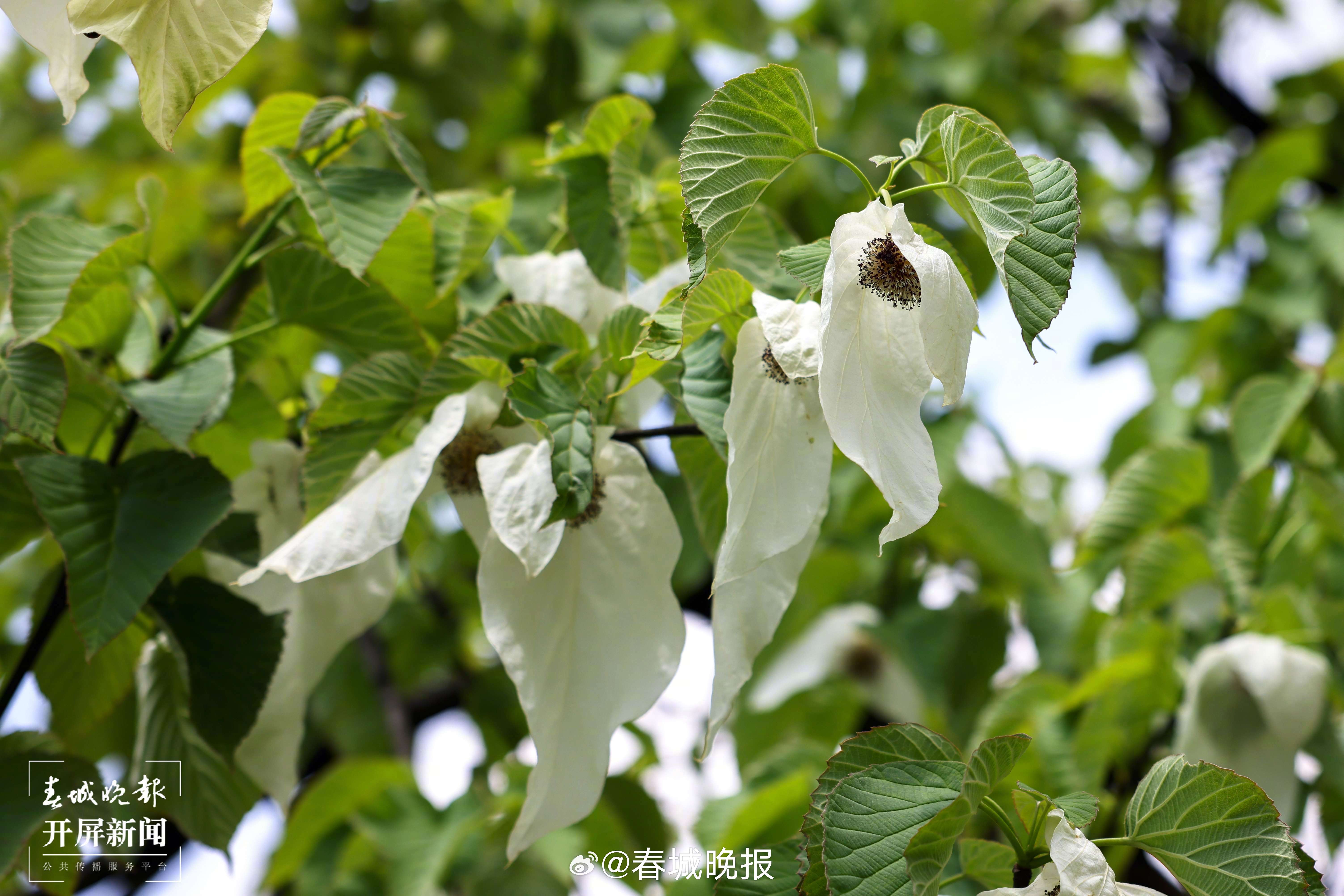 春城晚报