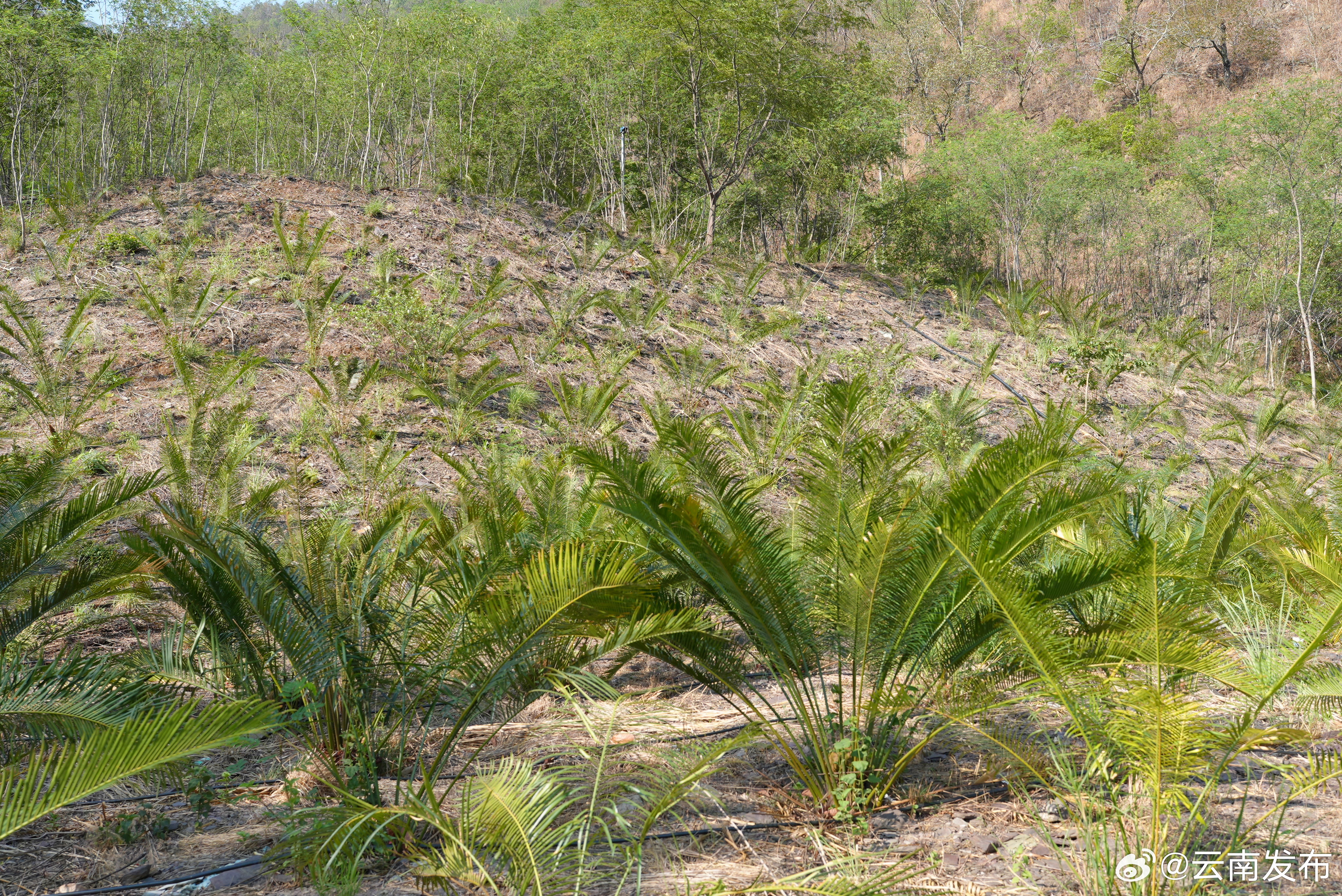 楚雄双柏：850株人工繁育的滇南苏铁长势喜人