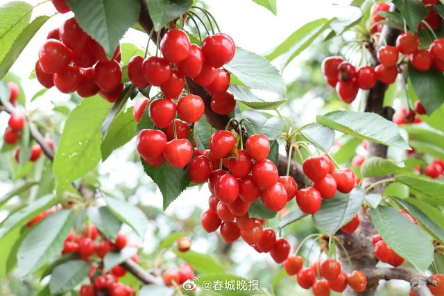 春城晚报
