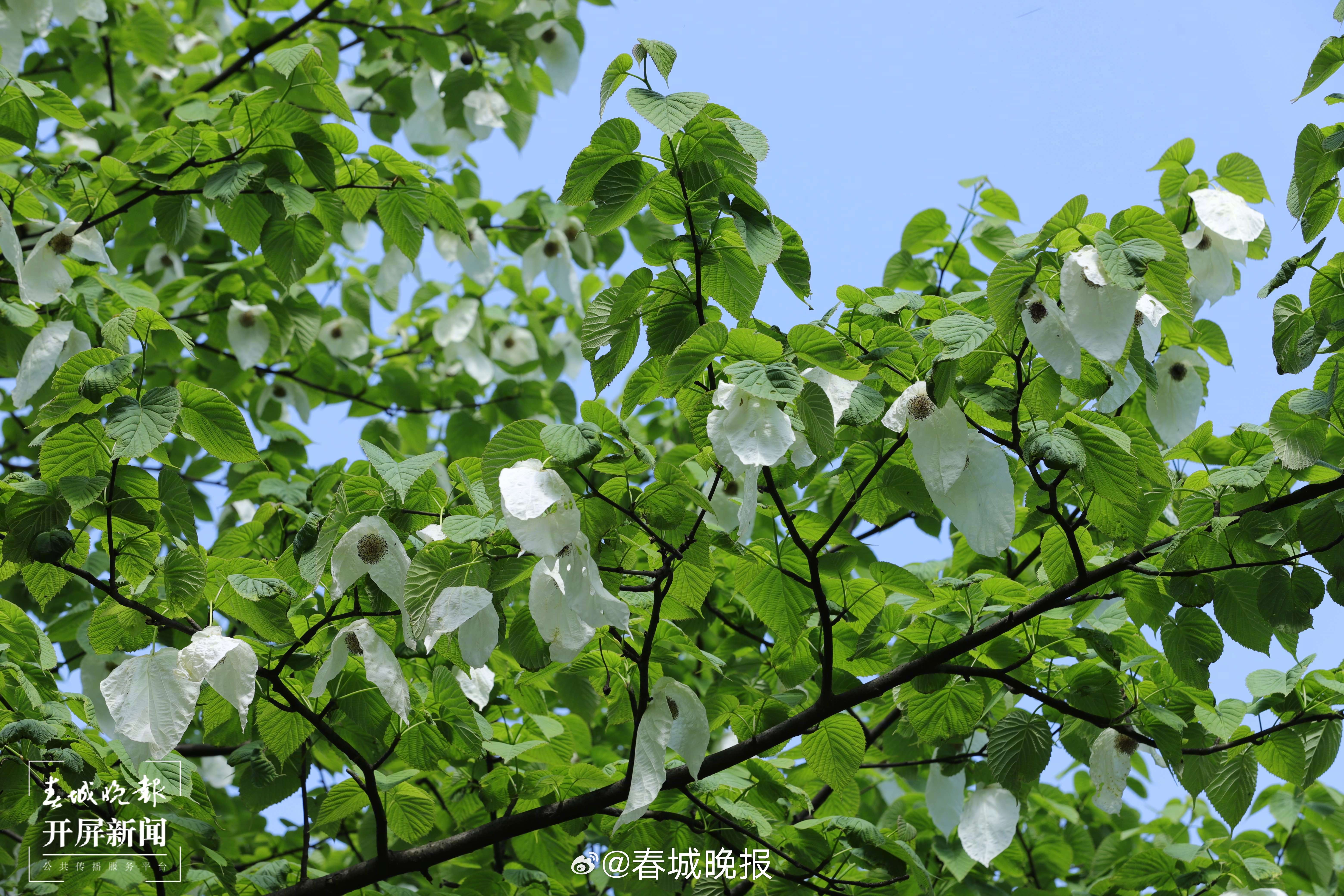 春城晚报