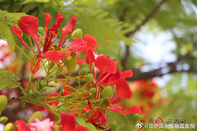 云南省未来24小时天气预报