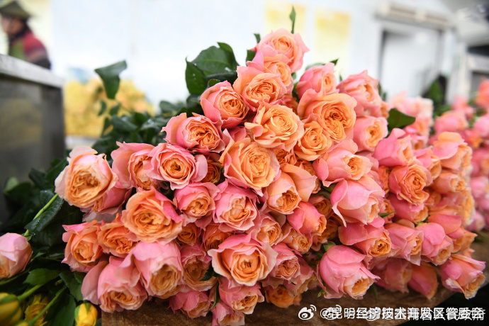 云南税收优惠政策助花卉产业发展