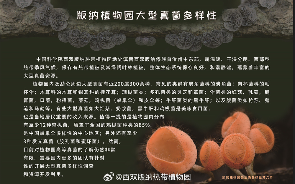 西双版纳热带植物园