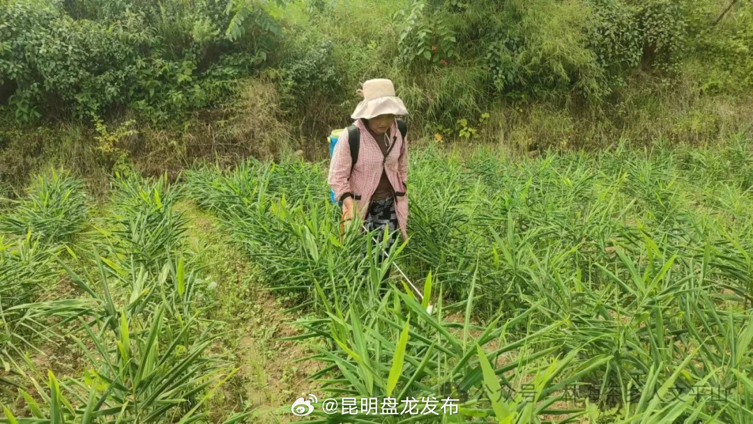 黄有聪：生姜村庄里的致富带头人