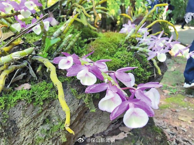 龙陵县依托林间立体空间发展石斛产业