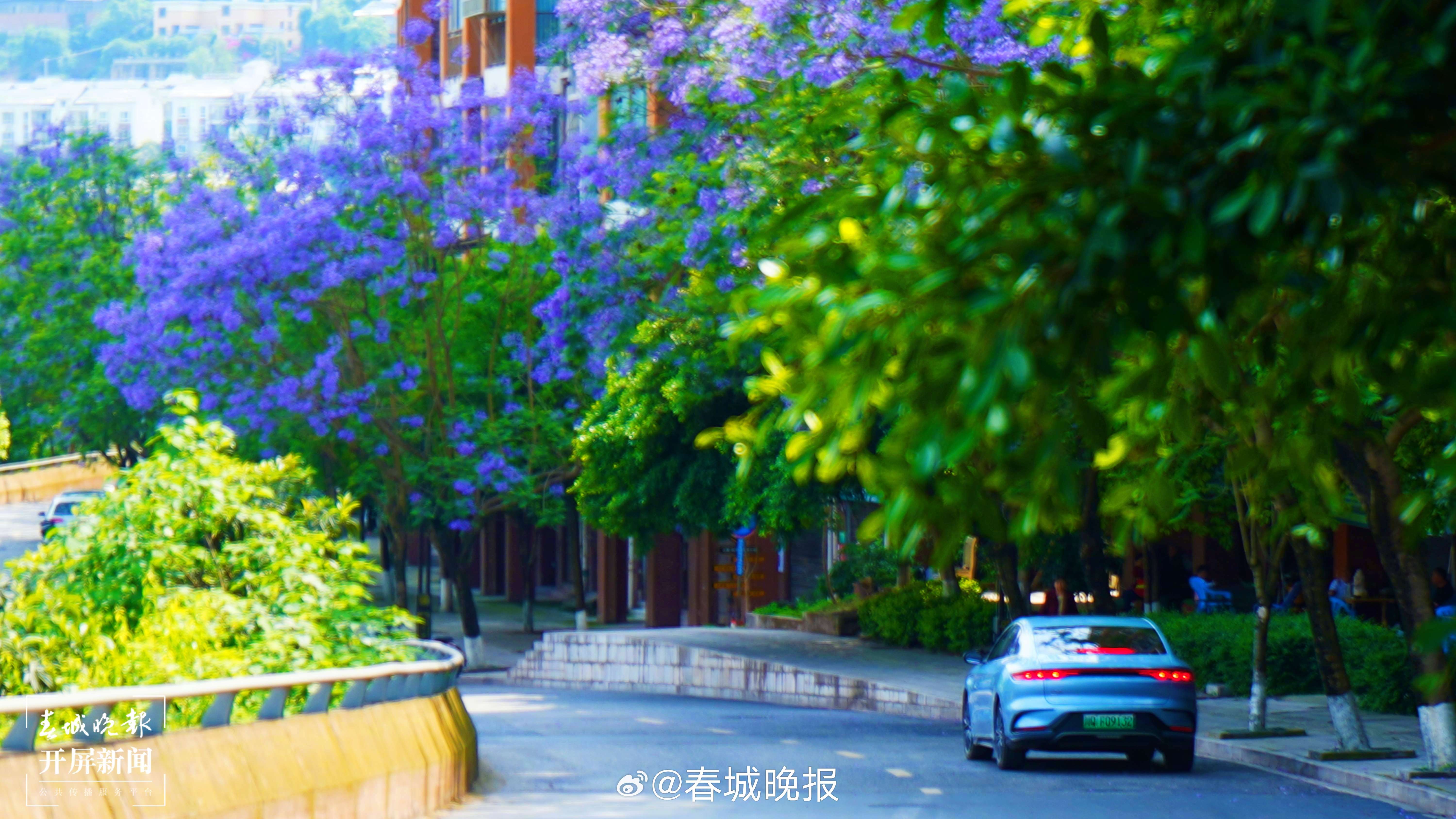 春城晚报