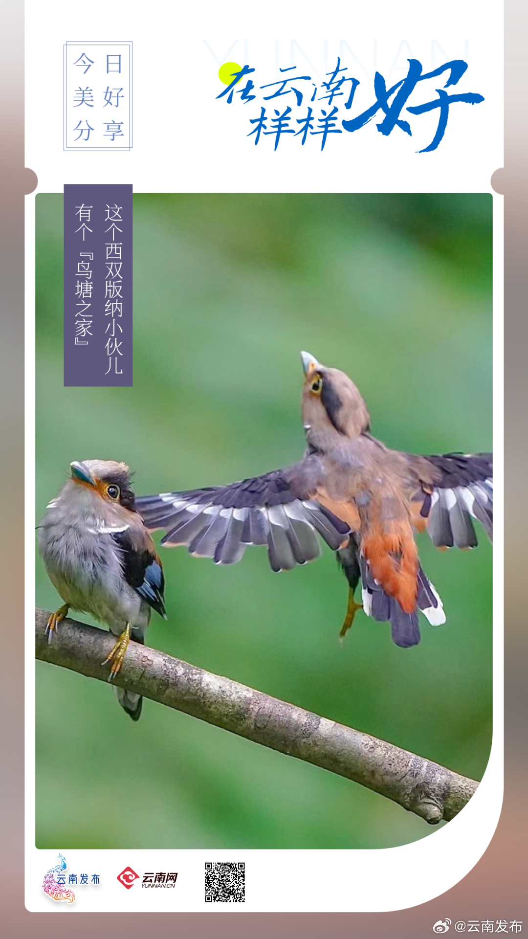 这个西双版纳小伙儿有个“鸟塘之家”！_http://www.mainten.cn_ycb_第1张
